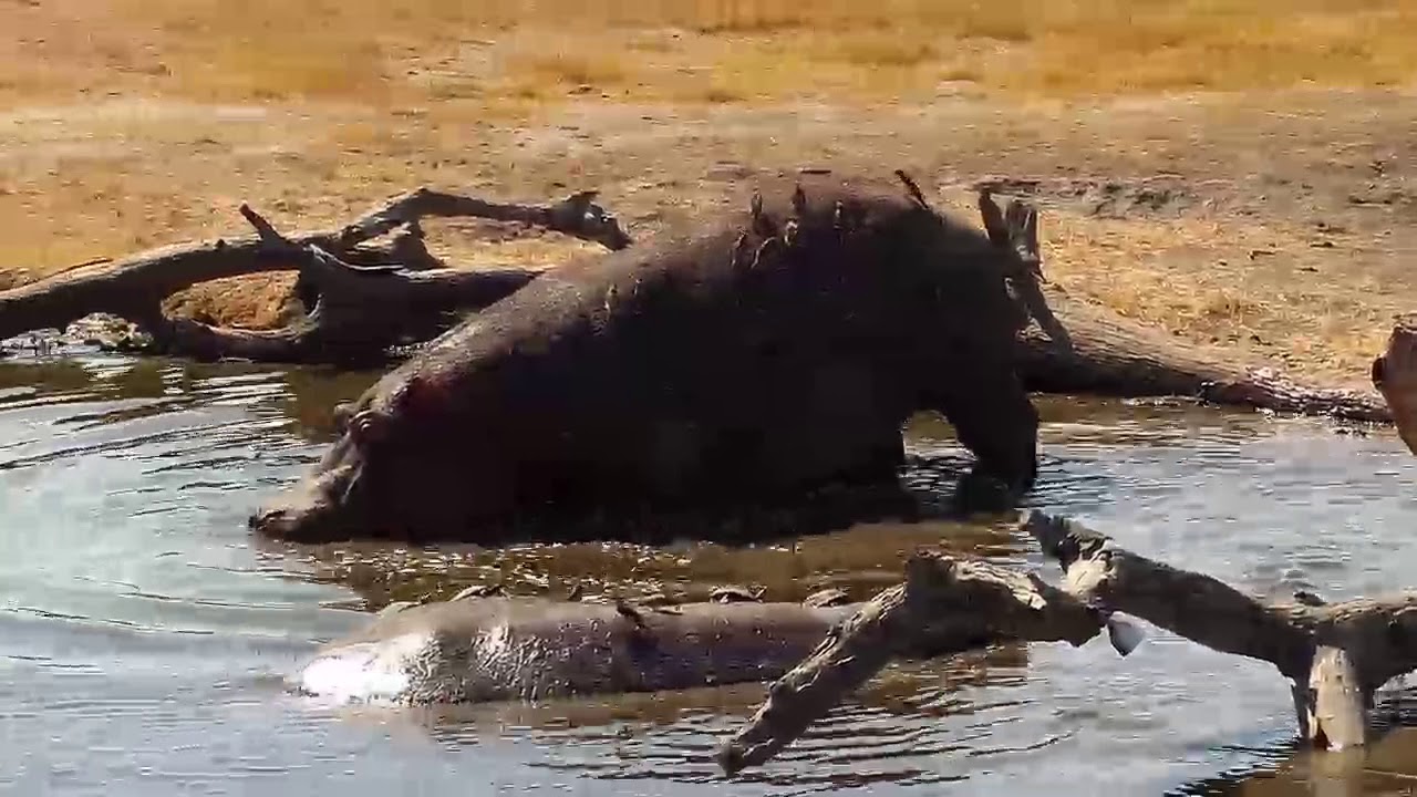 camera iphone 8 plus apk Djuma: Second Hippo coming to the pan - 12:45 - 08/04/19