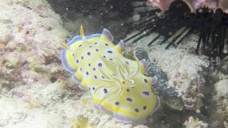 Dive Zanzibar Video Stone Town