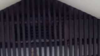 コウモリ駆除　大量のコウモリ追い出し作業