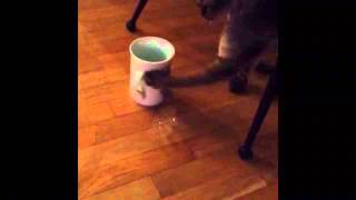Смешная кошка пьет воду Смешная кошка пьет воду