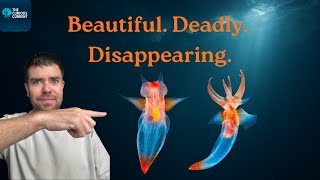 These REAL Ocean Predators Are Called Sea Angels. They’re Vanishing.