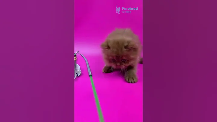 Video 10050731: british longhair chocolate kitten, british longhair kitten female, gorgeous british, sweet british, eyes british, britishlonghair