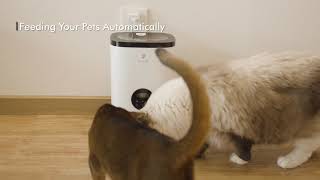 PETLIBRO Essential Automatic Feeder | Feed your Pets automatically even when you are outside