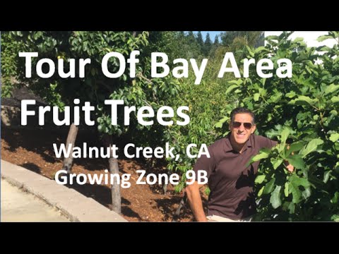 वीडियो: जोन 9 के लिए अखरोट के पेड़ - जोन 9 के बागों में अखरोट के पेड़ उगाना