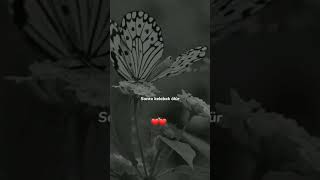 Papatya Kelebek Aşkı