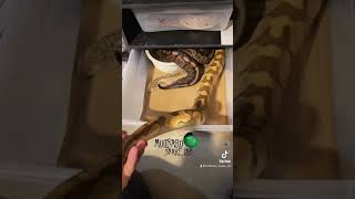 Famous Snake pairing! Ball Pythons and Bredli Pythons #shorts Profile