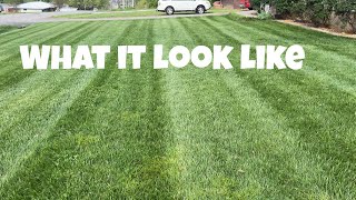 How is my GCI Turf and Lesco Tall Fescue doing in Spring of 2024 in the Transition Zone.