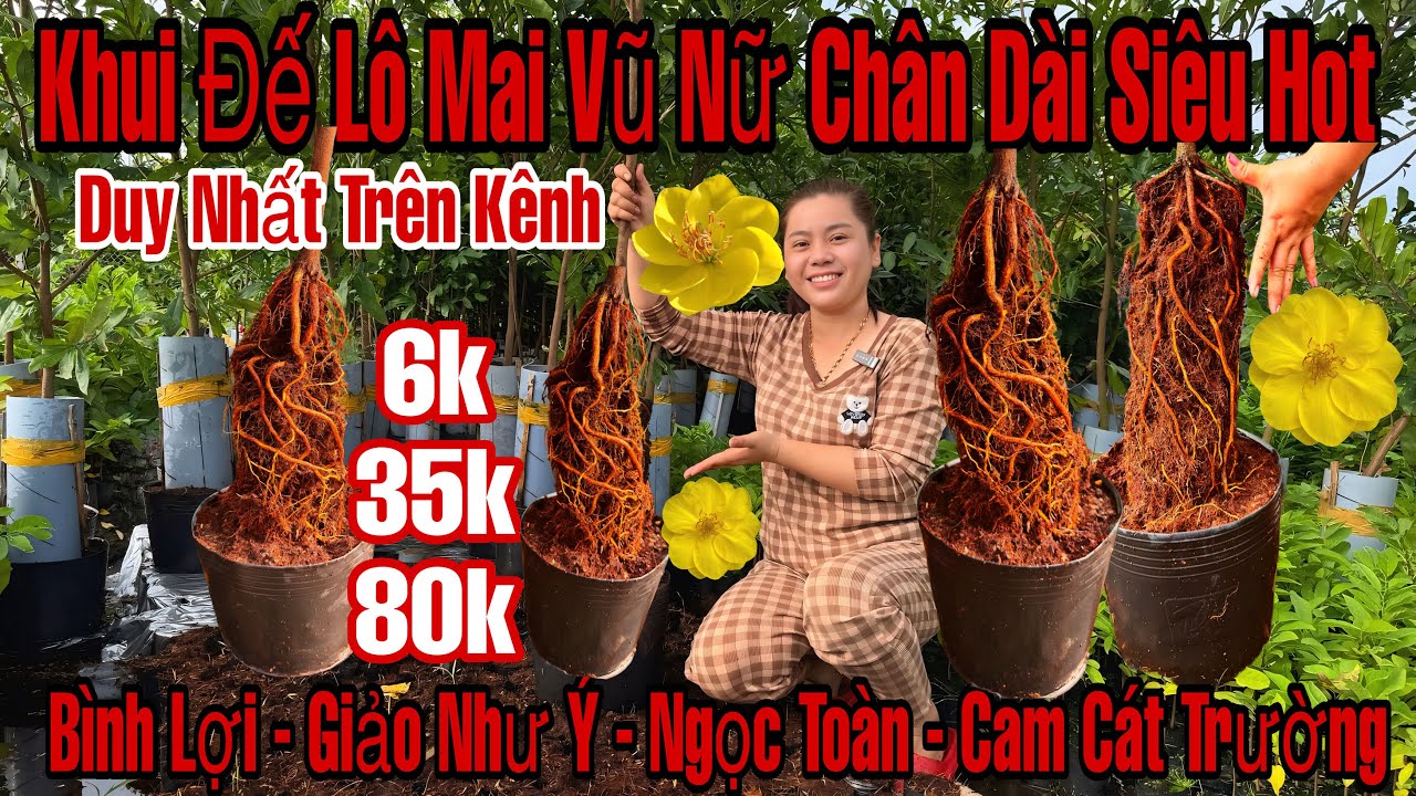 2/3☎️0967722961☎️🌲Mai Vàng Giá Rẻ🌲Bình Lợi-Gió Tây Ninh-Cam Cât Tường-Ngọc Toàn...🌲