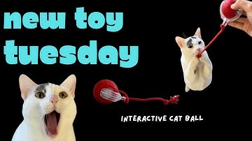 NEW TOY TUESDAY • Giociv Interactive Cat Ball
