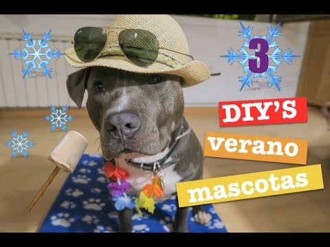 Video: Decoración para perros: verano 2017