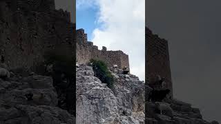 Горные козлы на крепости 😂🇬🇷🇬🇷 Старый Коринф , охрана работает 😂👌