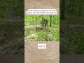 From Trees to Home #wood #survival #camp #camping