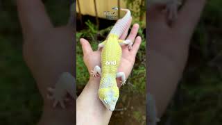 Creating the perfect environment makes all the difference for your reptiles 🦎🌿