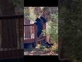22 Hours of Hunger: Bears on a Mission to Munch