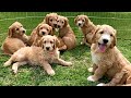 GOLDEN DOODLE PUPPIES ARE THE CUTEST!!