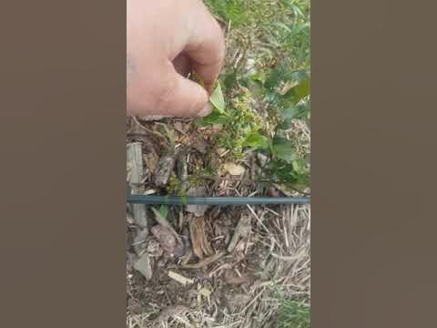 цветение 3 х летней голубики сорт блюкроп 'рекка ,Дениз блю - YouTube