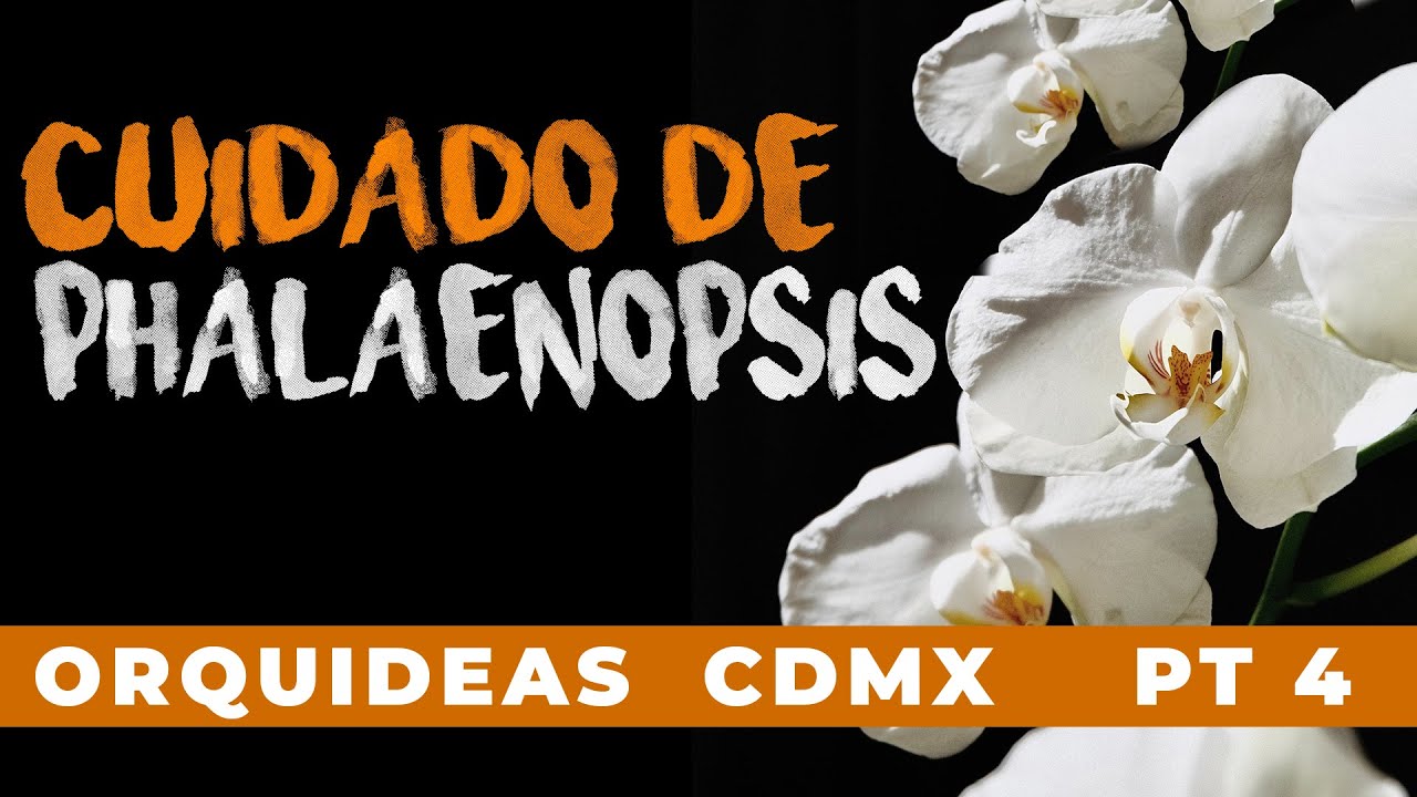 Phalaenopsis- Orquídeas en CDMX pt4 | Finca Dracula