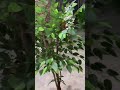 شجر صناعي شجر زينه 01153043288 شجر صناعي شجر زينه 01153043288