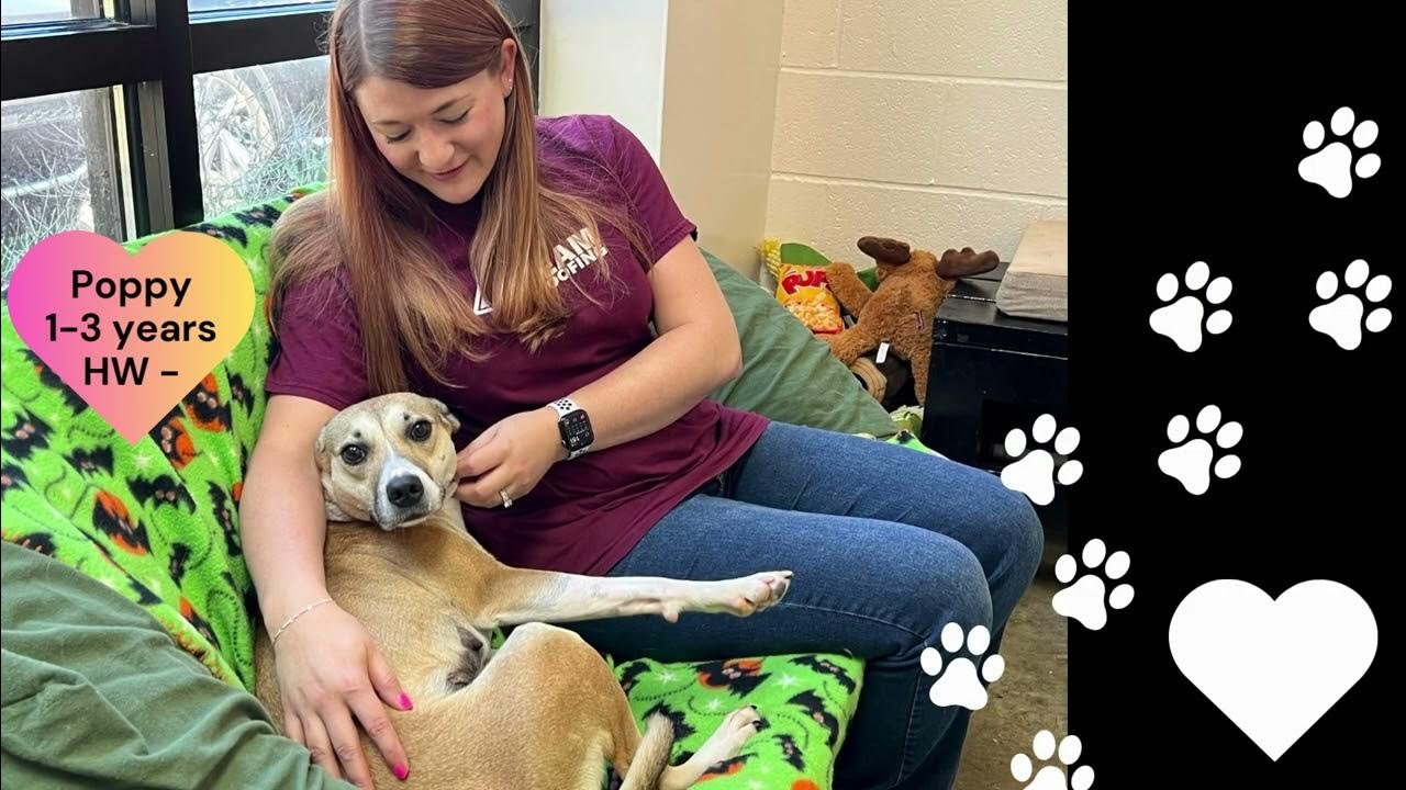 Collierville Animal Shelter Photos Of Cats Collierville Animal Shelter Photos Of Cats