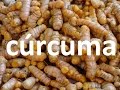 Plantas medicinales, la cúrcuma