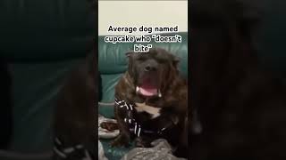 Celebrity Average dog named cupcake who “doesn’t bite” Wealth