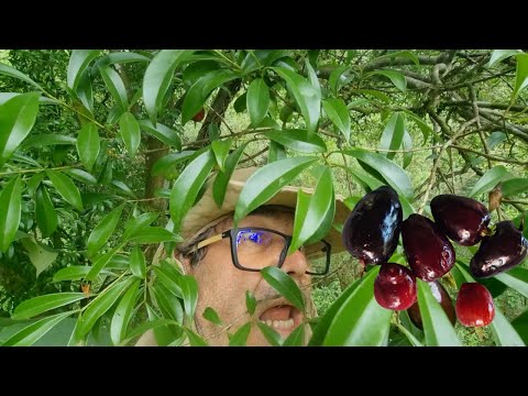 Rio Grande Cherry Season - Look What I Made! Native Brazilian Fruit