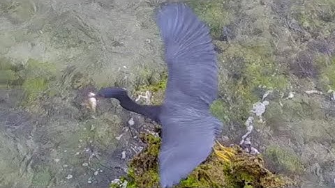 ドローン飛行中に映り込んだ生物！「Mavic」