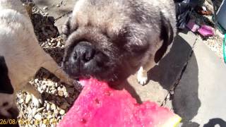Pugs Love A Watermelon