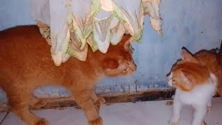  Menunggu Hujan Reda Kasur Mereka Kehujanan Cute Cats Fuuny Cat S 2024 Cats Meow