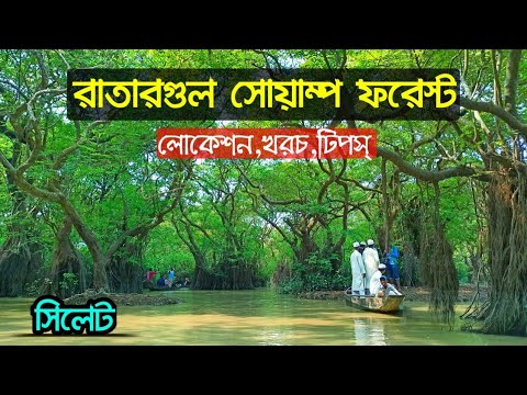 ভিডিও: সোয়াম্প ড্রেমলিক: ছবি, উদ্ভিদের বিবরণ এবং বিতরণ