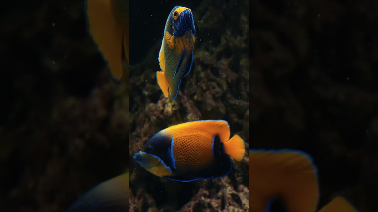 Yellowmask Angelfish – A Flash of Color in Flight