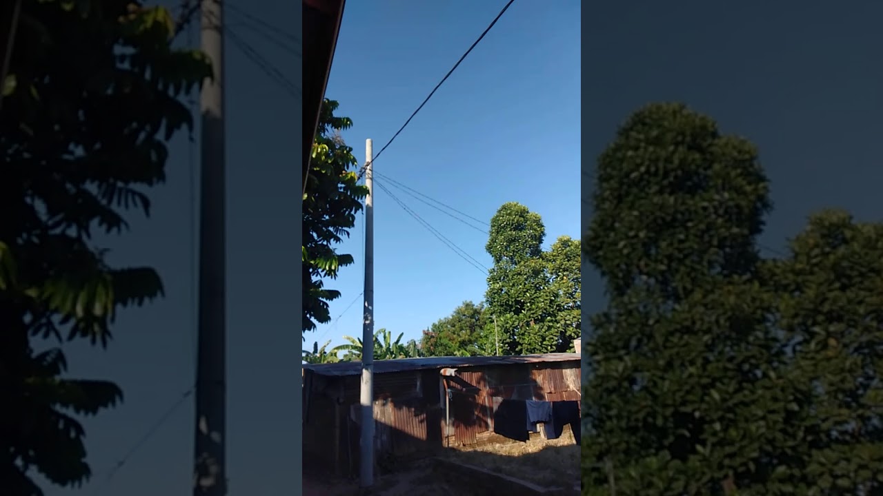 Burung elang jinak,,dilepas seperti burung merpati 