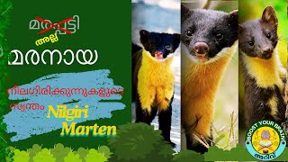 നീലഗിരി മലനിരകളിലെ  മരനായ  (Nilgiri Marten) എന്ന സവിശേഷ ജീവിയെക്കുറിച്ചുള്ള രസകരമായ വസ്തുതകൾ