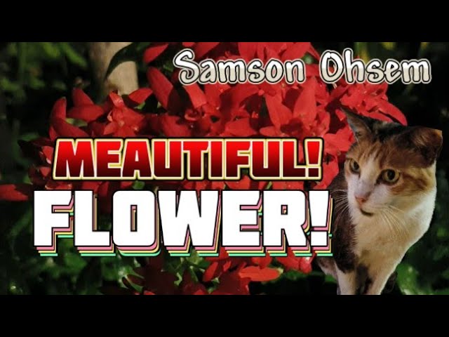 Old Handsome Cat Watching Beautiful Cat Flowers 🌺 🐈 -  Cat Life class=