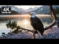 Relax in the Glacier National Park (Montana): Black Bear, Golden Eagle, American Pika (Cute Moments)