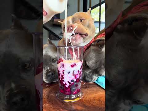 Clientes Especiais 🐾 Maori, Nuhri e Marê🤩 Picolé de Pitaya, Mirtilo e Acerola 🐾