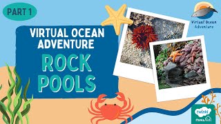 Virtual Ocean Adventure - ROCK POOLS