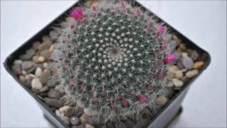 Mammillaria hahniana