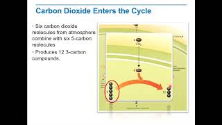 Biology Lecture 2 4 3I   CO2 Enters the Cycle