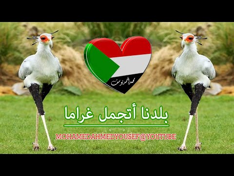 يابلدنا أتجمل غراما عبد الرحمن عبد الله