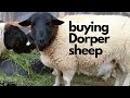 Dorper Sheep Shopping