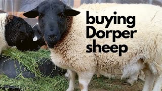 Dorper Sheep Shopping