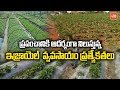 Amazing Facts About Israel Agriculture Technology In Telugu | India | YOYO TV Channel