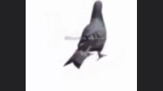 Swa La La La (Pigeon Spins)