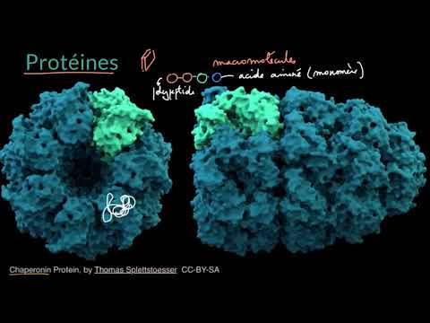 Introduction aux protéines et acides aminés