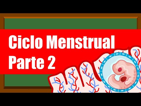 🩸CICLO MENSTRUAL🩸Fase Lútea🩸Fase secretoria🩸MENSTRUACIÓN