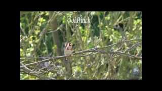 ゴシキヒワ　Goldfinch.mp4
