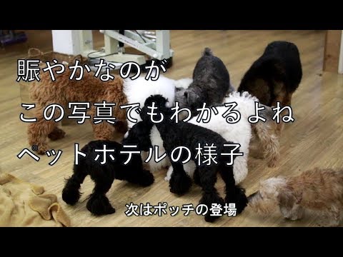 Xxxxvdioes - ãƒˆãƒªãƒŸãƒ³ã‚°ãƒ»ãƒšãƒƒãƒˆãƒ›ãƒ†ãƒ«ãƒ»çŠ¬ã®ä¿è‚²åœ’ï½œDOG DIAMONDï½œãƒ‰ãƒƒã‚° ...