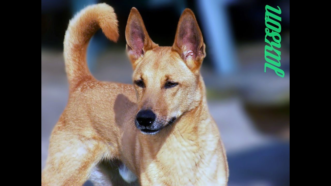 Породы рыжих собак. Собака Динго Каролинская. Каролинская собака рыжая. Каролинская собака американский Динго. Овчарка короткошерстная Динго.