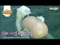 대한민국 마지막 북극곰 통키가 남긴 것!ㅣWhat Korea's last polar bear Tongki left with us!